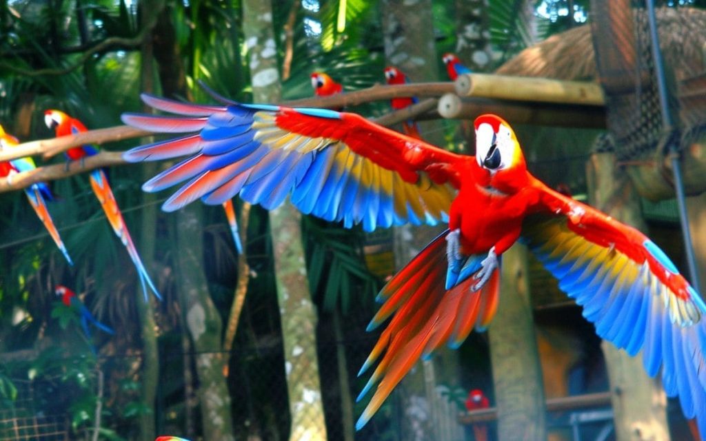 parque das aves espera visitação de milhares no carnaval