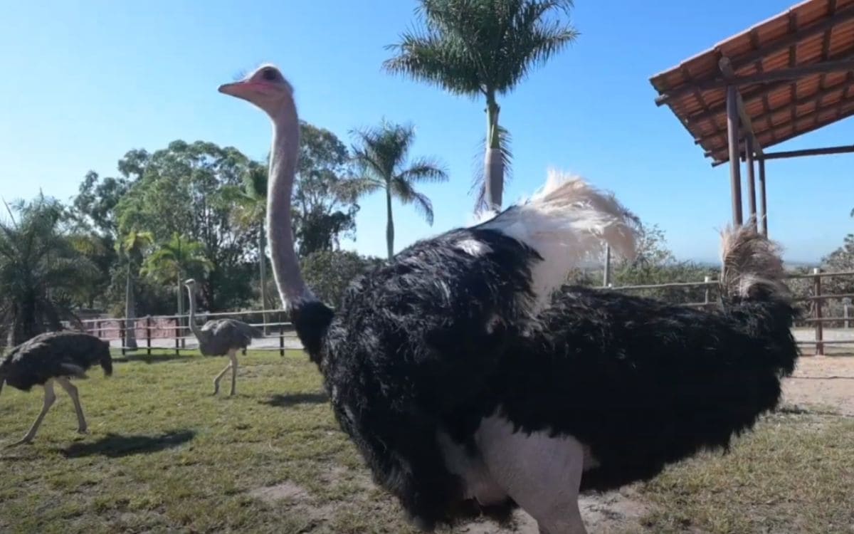 parque do avestruz eco resort