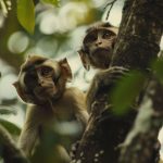 parque ecológico maracajá em santa catarina